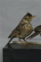 Oriental Skylark Collection Image, Figure 1, Total 11 Figures